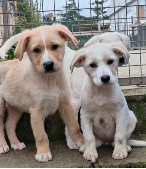 4cuccioli salvati dall esondazione.SOS CALABRIA Foto 4